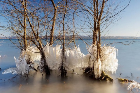 Group of frozen trees by the lake, winter horizon and ice crystals, Hörnle, Constance, Lake