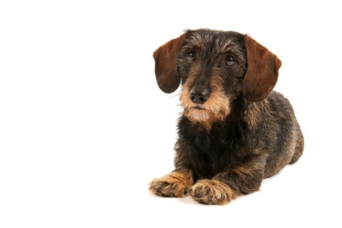 Wire haired dachshund isolated over white background