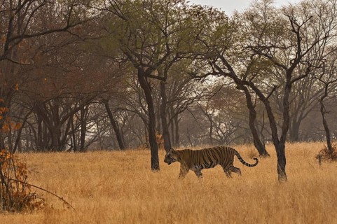 Tiger in Ranthambhore national park, rajasthan, India, Asia