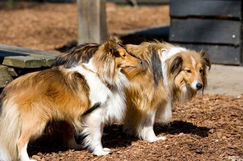 Two pure breed Shetland Sheltie dogs outdoor in sunshine