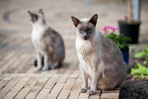 Siamese cats sitting outdoor in the garden