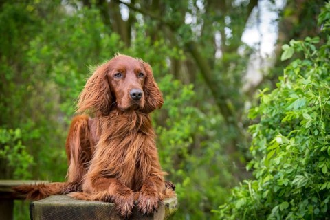 Irish Setter on a garden bench