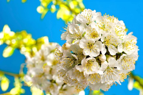 Cherry blossom with leafs and light background