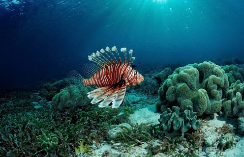 Common lionfish over seagrass, Pterois volitans, Indonesia, Raja Ampat, Irian Jaya, West Papua,