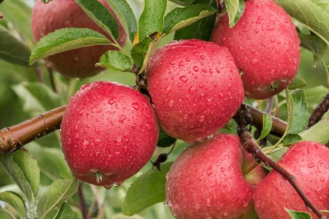 Malus domestica 'Braeburn', Schneider, Bundessorteamt, testing centre Wurz, Germany, Europe