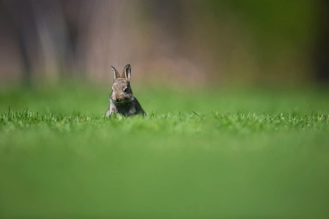 A cropped wild rabbit looks towards the camera in a green meadow