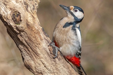 Great Spotted Woodpecker (Dendrocopos major) on a branch in the forest. Bas-Rhin, Alsace, Grand