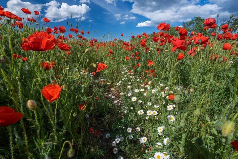 Field of poppy flowers and daisies at summer