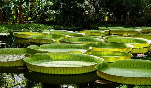 Giant water lily leaves, victoria cruziana in a water pond