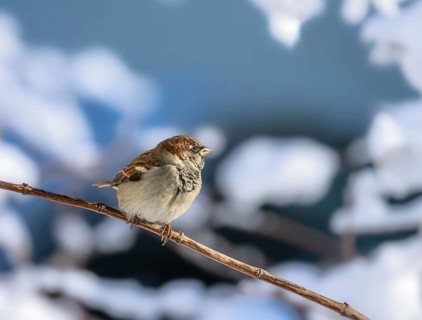 Closeup of a sparrow sitting on a snow covered bush