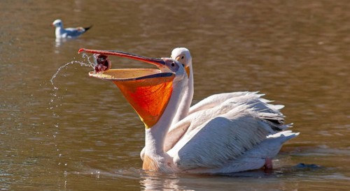 Pelican