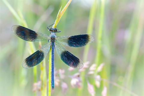 Banded demoiselle (Calopteryx splendens), Lower Saxony, Federal Republic of Germany