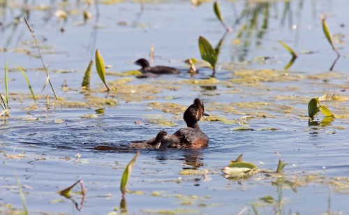 Grebe with Babies chicks in pond in Saskatchewan Canada
