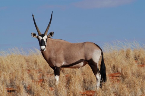 Oryx antelope (Oryx) antelope, Namibia, Africa, (Oryx), Horse bucks, Africa