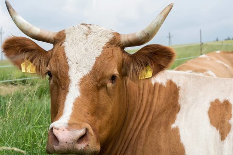 Cow with horns - portrait, Austria, Europe