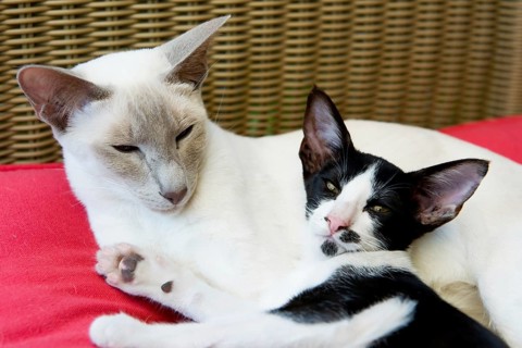 Siamese mother with black and white kitten