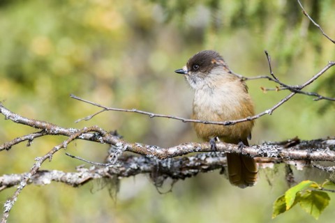 Siberian jay in Sweden in autumn Siberian jay in Sweden in autumn