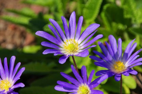 Anemone blue, Greek windflower 01