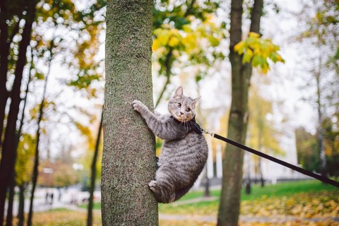 Male cat domestic gray wool stripes young good shape, dressed cat leash harness climbs a tree for
