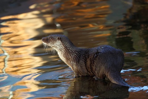 Otter (Lutra lutra) in water, captive, Tyrol, Austria, Europe