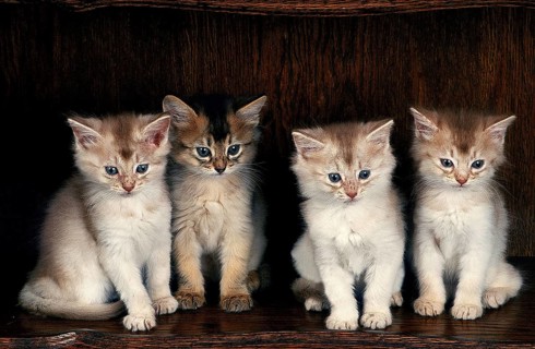 FAWN SOMALI DOMESTIC CAT, KITTEN SITTING