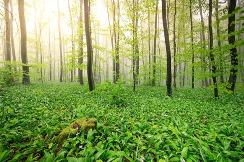 A forest illuminated by sunlight shining through the green leaves and creating a fresh atmosphere,