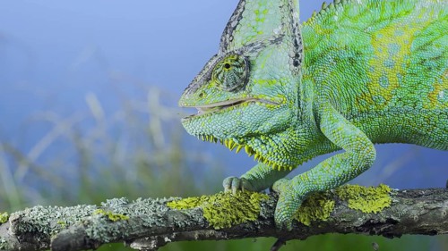 Close-up of mature Veiled chameleon (Chamaeleo calyptratus) eats praying mantis. Cone-head