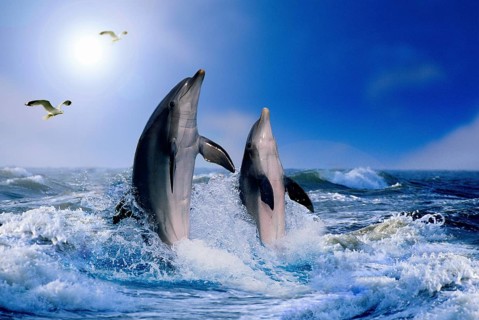 Bottlenose dolphins (Tursiops truncatus) and gulls