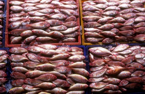 Fish being Packed for delivery to different places, Kerala, South India, India, Asia
