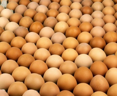 Chicken Egg, Chicken Eggs, Eggs, Display of Chicken Eggs