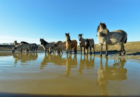 Gray and dun-colored wild horses in winter coat drinking water at the waterhole, Merfelder Bruch,