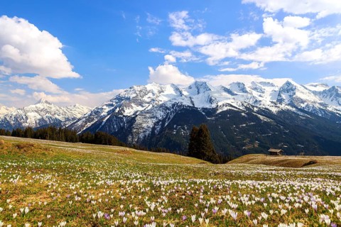 Crocus meadow in the mountains, Zillertal valley, Tyrol, Austria, Europe