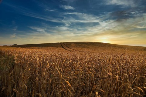 Field of ripening ears of golden wheat at sunset backlit by the sun as it drops below the horizon