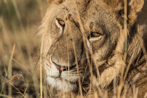 Adult, africa, african, animal, background, big, carnivore, cat, closeup, creature, danger,