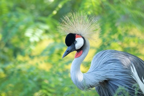 Portrait of grey crowned crane (Balearica regulorum) on green background. Poznan, Poland, Europe