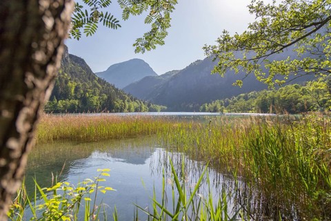 Tranquil sunset lake with reed, Thumsee, Germany, Europe