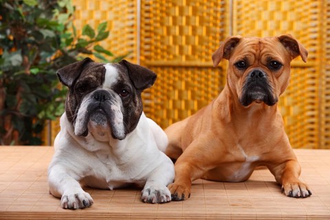 Olde English Bulldog, female, and mixed breed dog (English x French Bulldog), male, Continental