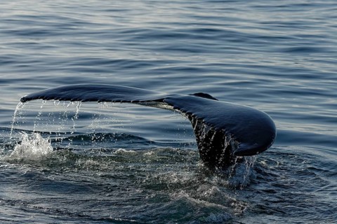 Fluke of humpback whale (Megaptera novaeangliae), Husavik, Iceland, Europe