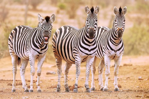 Steppenzebras, eins g