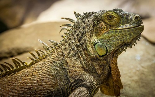 Latin name: Iguana Iguana. Size 150 cm totalling