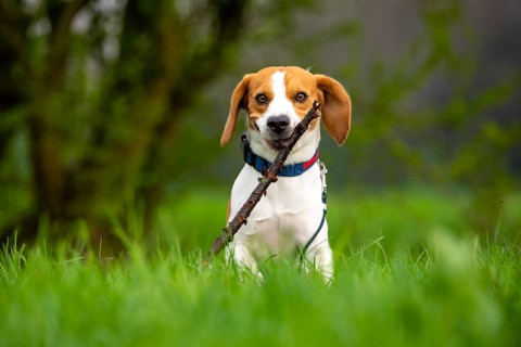 Dog Beagle running and jumping with stick through green grass field in a spring Dog themed
