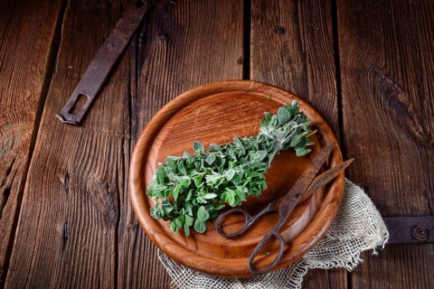 Aromatic oregano (Origanum vulgare)