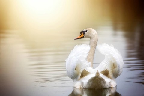 A swan swims on a lake with its wings slightly open