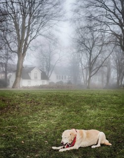 Blonde Labrador in the park in foggy weather, Hamburg 2018