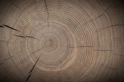 Year Rings On Cross Cut Of Oak Trunk