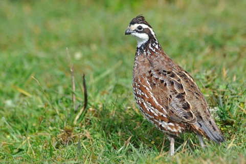 Male Northern Bobwhite, Virginia Quail or Bobwhite Quail, Colinus virginianus, a ground-dwelling