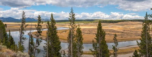 A buffalo herd grazing in the Hayden valley of Yellowstone NP, USA, North America