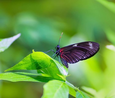 Red Postman butterfly Heliconius Erato Notabilis in green leaf outdoor