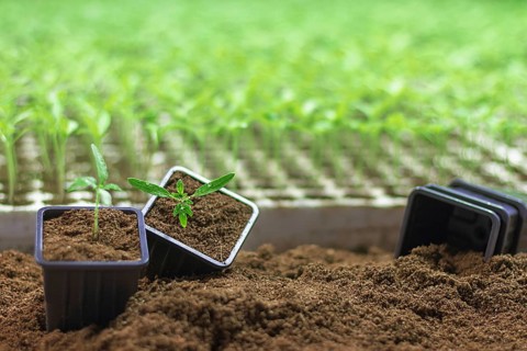 Potted seedlings growing. Small plant growing in clay pot on soil background. Selective focus