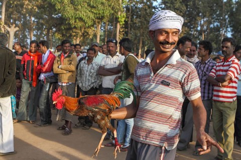People betting in cock fighter, bastar, chhatisgarh, india, asia